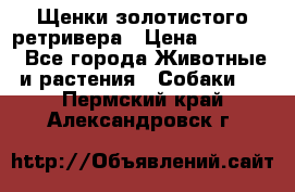 Щенки золотистого ретривера › Цена ­ 15 000 - Все города Животные и растения » Собаки   . Пермский край,Александровск г.